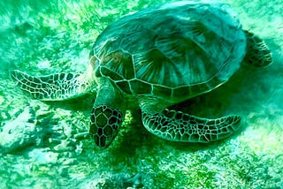 Turtle Adventures in the Gili Islands