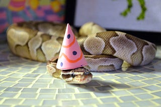 Snake wearing party hat