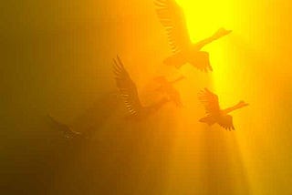 As The Birds Fly South Is It Time To Start Thinking About Your Own Migration?