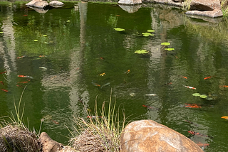 koi pond photo