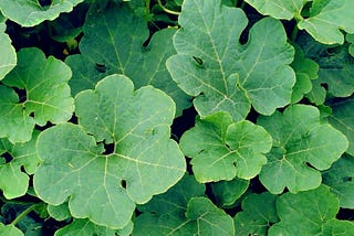 Planta enramando