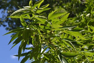 NCWF Plants 120 Hickory Trees with the Eastern Band of Cherokee Indians