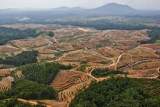 To save the orang-utans, we must first fight the lobbyists