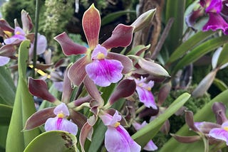 Perúflora 2025 — Orchids are amazing