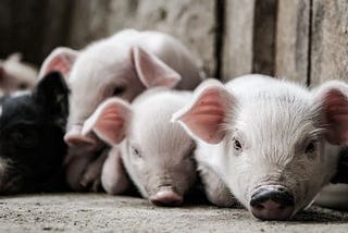 Lessons from growing up on a pig farm.