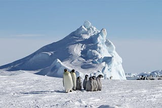 Emperor penguins, two adults, and five juveniles stand in the snow in front of an ice peak. Image credit: Jenny Varley, CC BY-SA 2.0 <https://creativecommons.org/licenses/by-sa/2.0>, via Wikimedia Commons