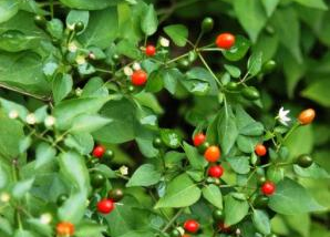 Wild bird peppers discovered across North America: Capsicum annuum var. glabriusculum