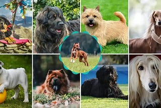 9 Most Expensive Dog Breeds That Are Totally Worth It