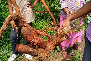 Tapioca Harvest