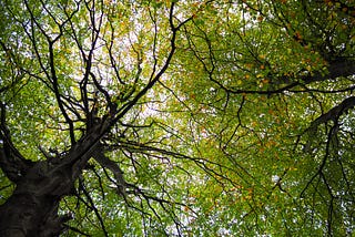 Trees above my head viewed by looking straight up show trunks, branches and leaves with spots of white and blue sky.