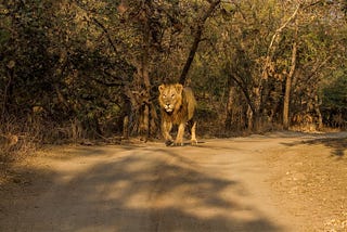 Experience the Wild: Gir National Park Safari Booking