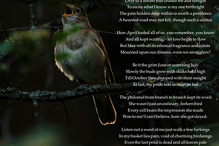 The Dead Bush & the Nightingale