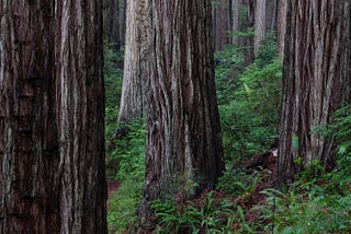 In the Country of Trees