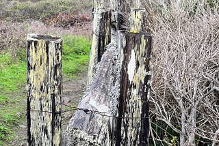A moss covered wooden fence that is aging and covered in moss in the Pacific Northwest.