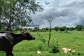 A roadside view of Dausa, on our way to Udawala village.