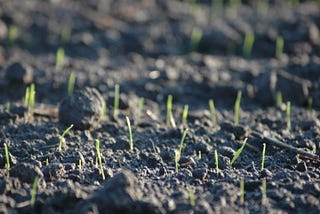 Blades of grass emerging from the soil