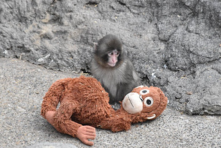 Punch the Monkey: The Problem With Zoo Animals Going Viral