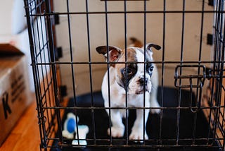 Apply These 8 Secret Techniques To Improve Crate Training Your Dog.
