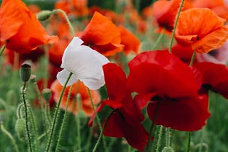 Portrait of a poppy stained.