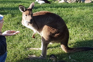 Petting a Koala, Snorkelling in Bali… Overcoming fears