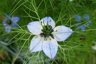 Day 4. Acquisition: Nigella