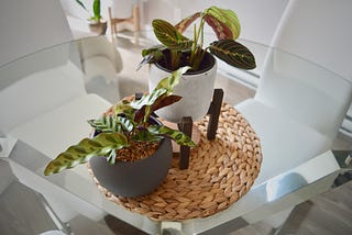 The easiest indoor plants to keep alive