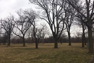 Amidst the Trees, A School Grows in Chicago