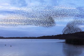 The Marketing Murmuration