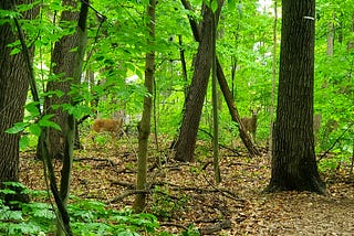 Our Nature Preserve Has Too Much Nature