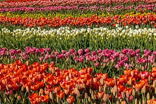 Photo of a field of tulips.