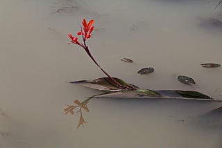 In a background of dark wter, a bright red flower emerges, breaking the still water with its presence.