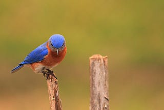 The bluebird carries the sky on his back
