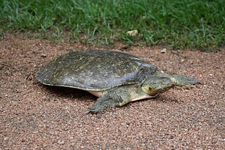 An extremely shallow tortoise.