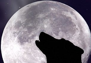 HOWLING WOLF ON A WANING MOON
