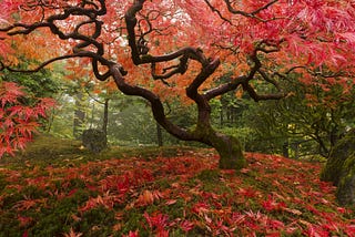How to Choose the Best Trees for Your e