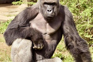 Harambe The Silverback Gorilla: Murdered While Serving Life Sentence at Cincinnati Zoo