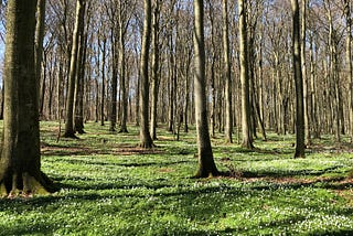 Beech trees with a blanket of white wood anemones covering the forest floor.