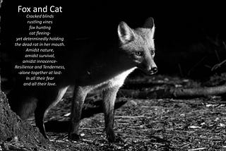 Fox and Cat