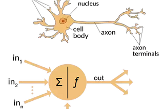 The differences between Artificial and Biological Neural Networks