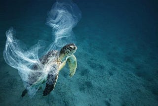 Confession of a Guilt-tripped Plastic Consumer