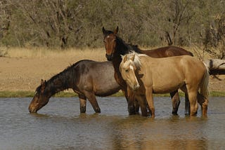 Horse, Meet Water…A Story of Changing Culture