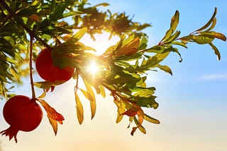 Pomegranates growing on a tree, with the sun and sky in the background.