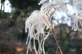 Feather-like plant at the Nezu Museum in Tokyo, December 2023. Photo by author.