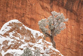 A tree against red rocks in a snowstorm.