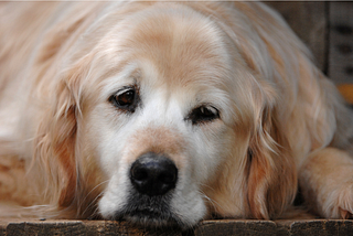 Bad Dog Sermons