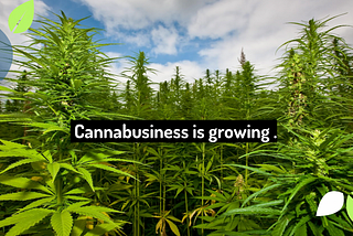 Planning for Cannabis Business in U.S. Towns and Cities