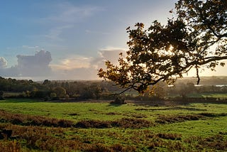 Why is Beauty So Ubiquitous?