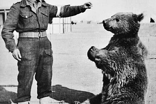 Wojtek the Bear — The “Happy Warrior” Who Battled the Nazis