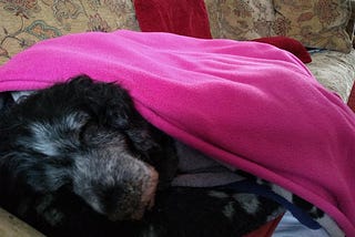 When Your Much Loved Dog is Dying…again