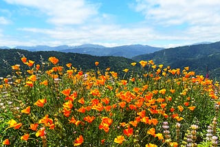 Monterey Peninsula Wildflower Kaleidoscope